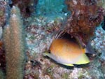 Reef Butterfly