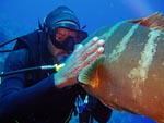 Big Nassau Grouper