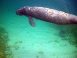 Mermaid or Manatee?