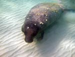 Manatee Face