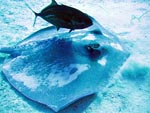 Sting Ray & Jack