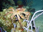 Channel Crab