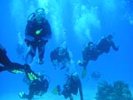 Dive, Dive, Dive