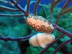 Flamingo Tongues