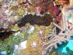 Flat Worm