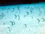 Garden Eels