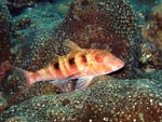 Goat Fish