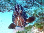 Nassau Grouper Bathing