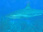 even more sharks