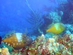 Orange Spotted Filefish