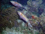 Squid